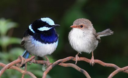 A bright coloured male superb fairy wren, also known as a blue wren,  perched next to a female.
